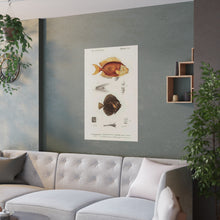 Load image into Gallery viewer, Dictionnaire Universel D'histoire Naturelle Poissons Poster
