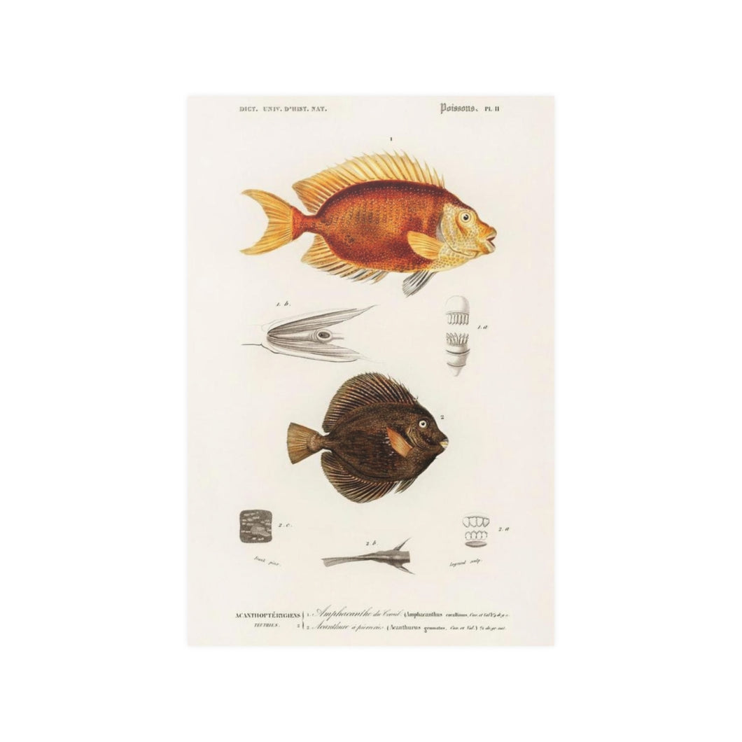 Dictionnaire Universel D'histoire Naturelle Poissons Poster